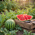 Juicy Ruby Watermelon Seeds
