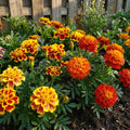 Vibrant French Marigold Seeds
