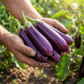 Giant Eggplant Seeds
