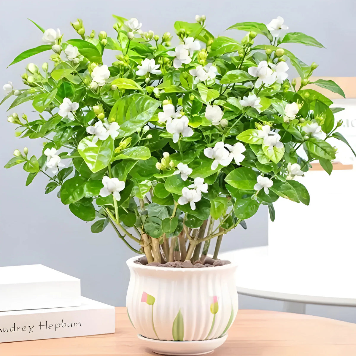 Double Jasmine Flower Seeds