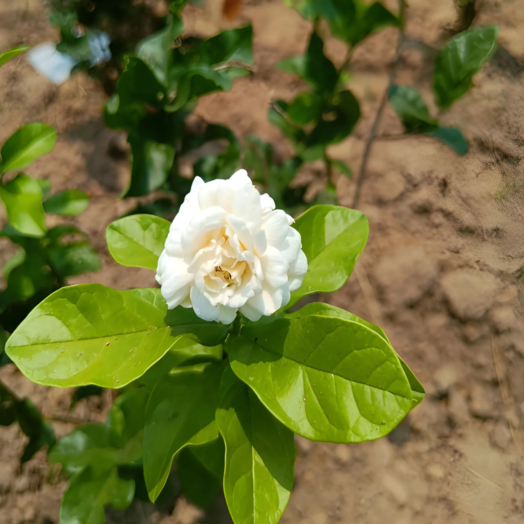 Double Jasmine Flower Seeds