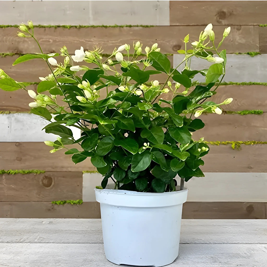 Double Jasmine Flower Seeds