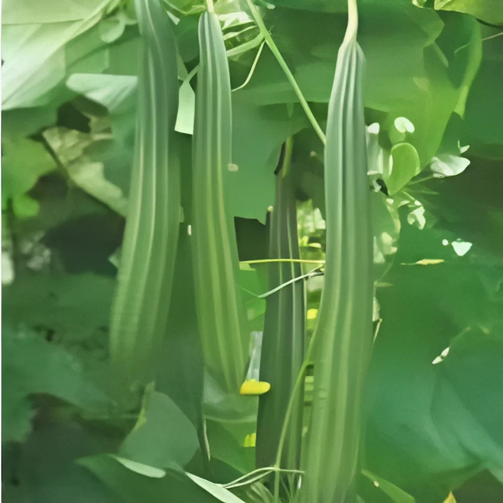 Natural Luffa Sponge Seed