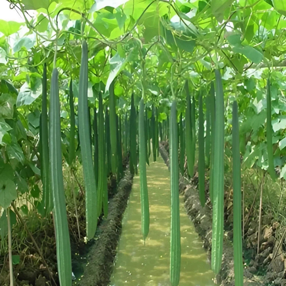Natural Luffa Sponge Seed