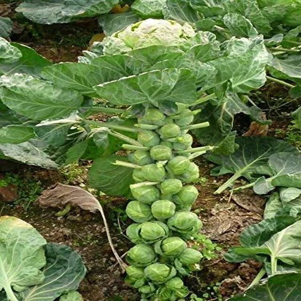 Organic Brussels Sprouts Seeds