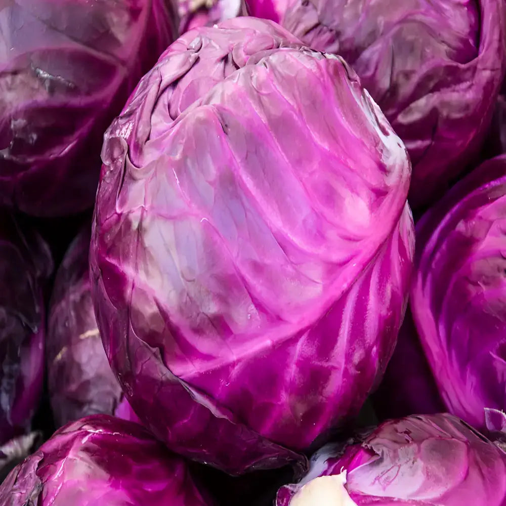 Organic Cabbage Seeds (20-Pack)