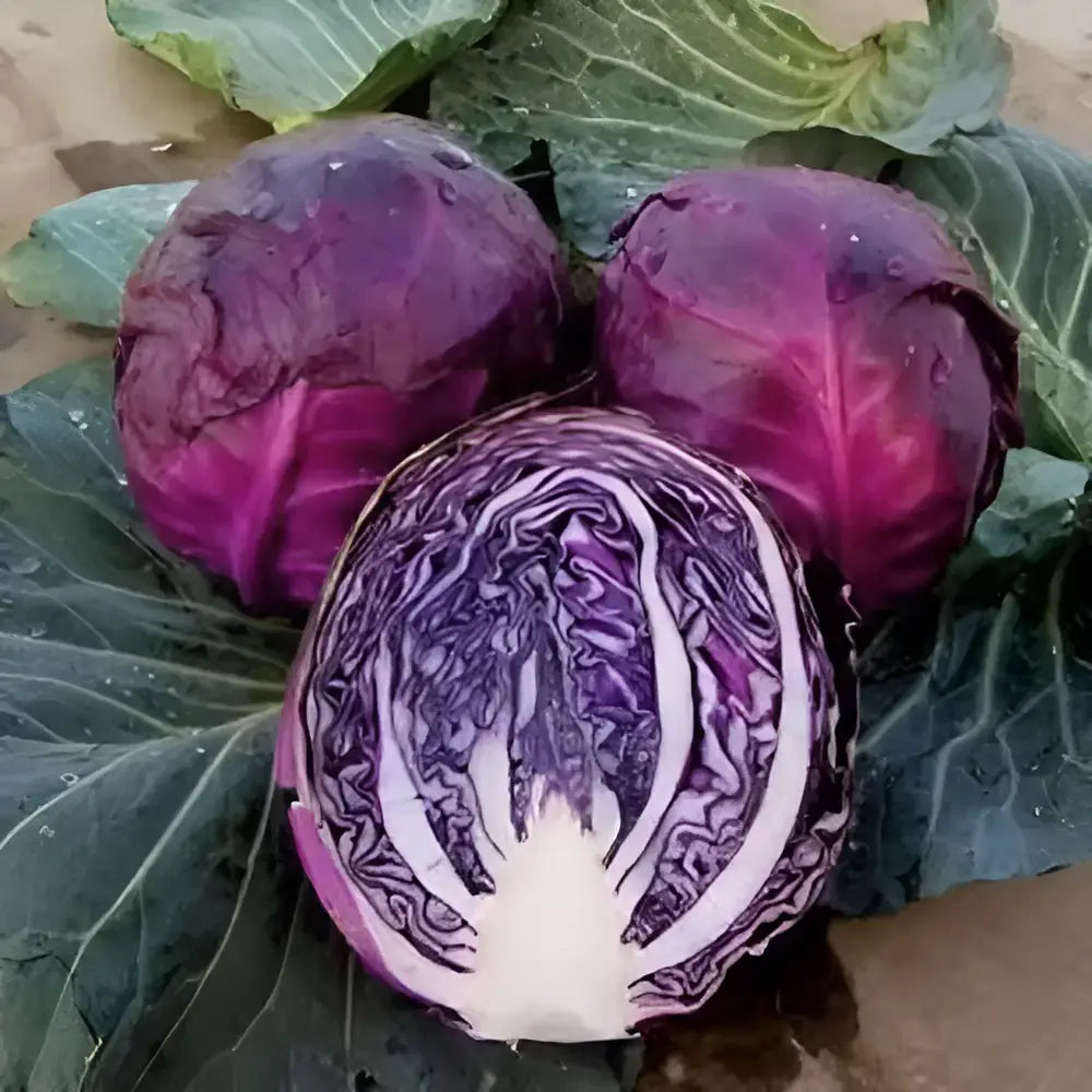 Organic Cabbage Seeds (20-Pack)