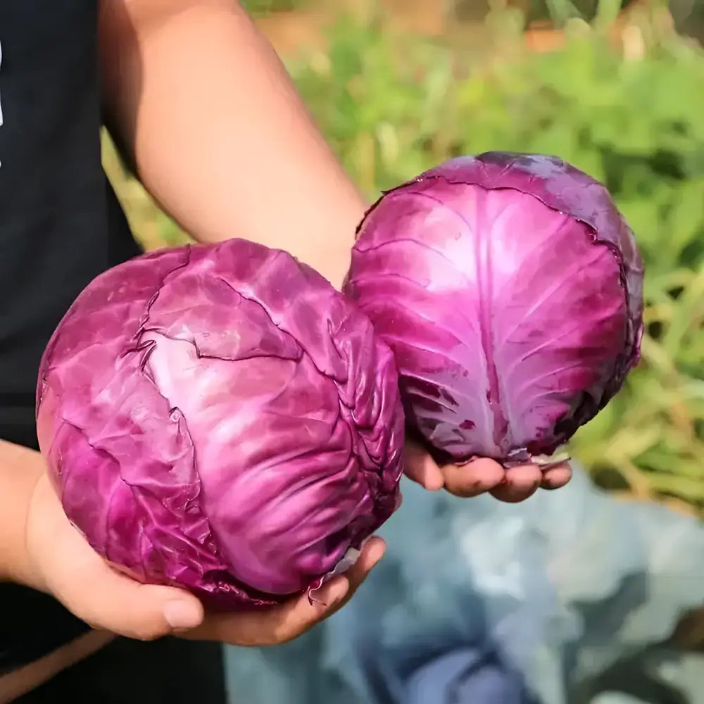 Organic Cabbage Seeds (20-Pack)