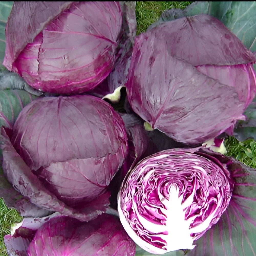 Organic Cabbage Seeds (20-Pack)