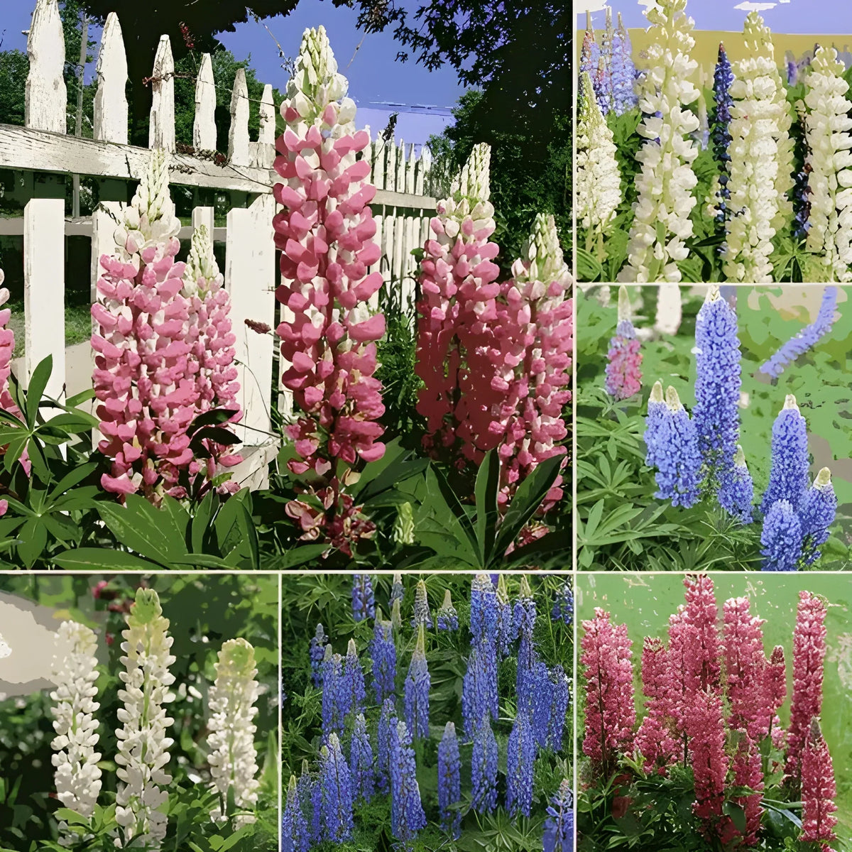 Tall Lupine Flower Seeds