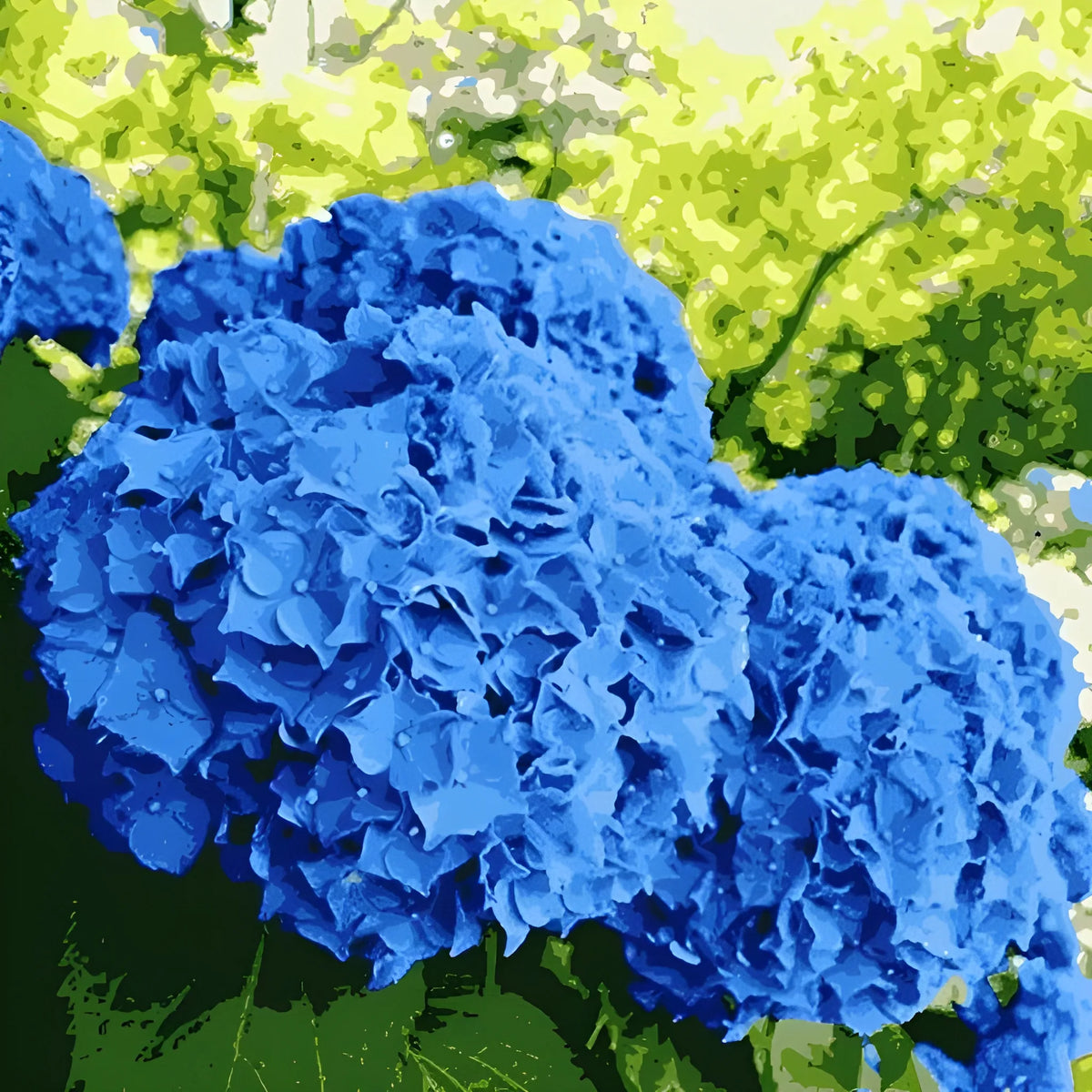 Vibrant Hydrangea Flower Seeds