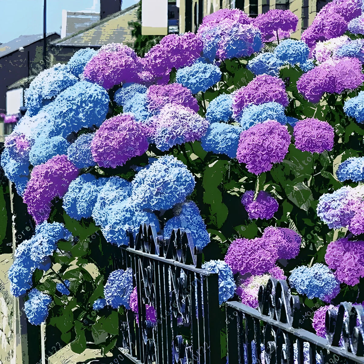 Vibrant Hydrangea Flower Seeds