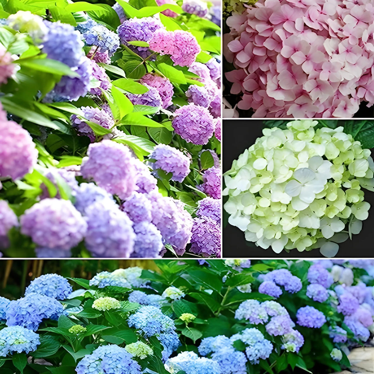 Vibrant Hydrangea Flower Seeds